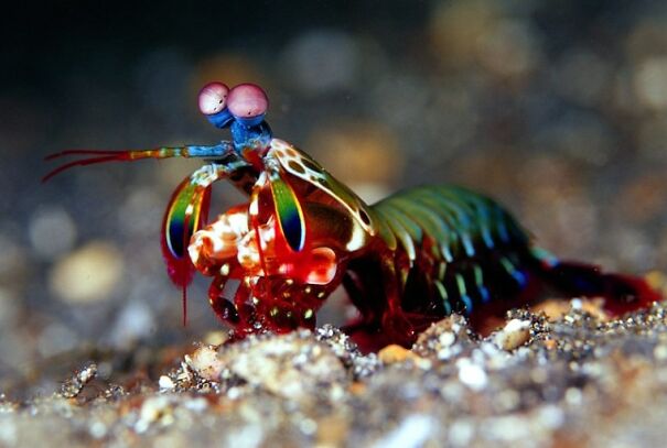 mantis-shrimp.jpg