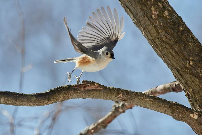 Bird taking off from a tree branch on a sunny day.