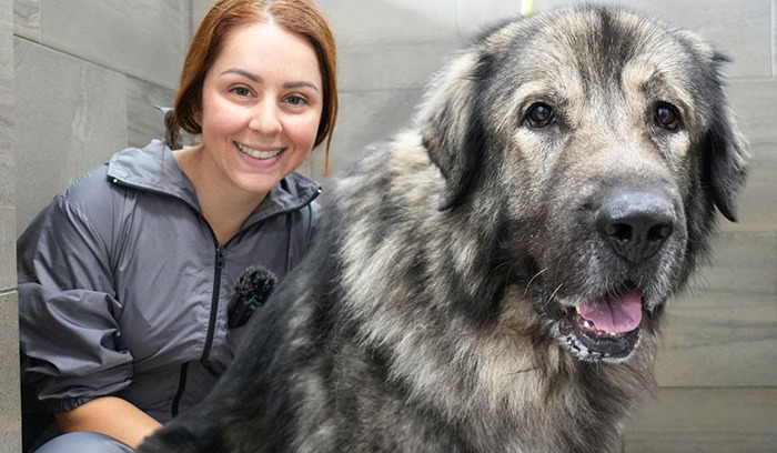 Vanessa De Prophetis poses with a well-groomed large dog, highlighting volunteer work for animals.