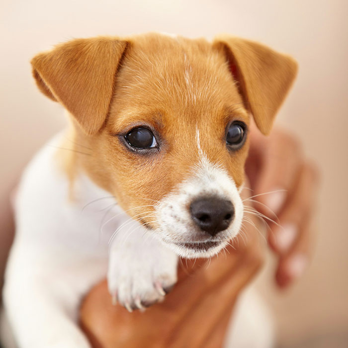 A small brown and white puppy being gently held, conveying a touching moment of affection.