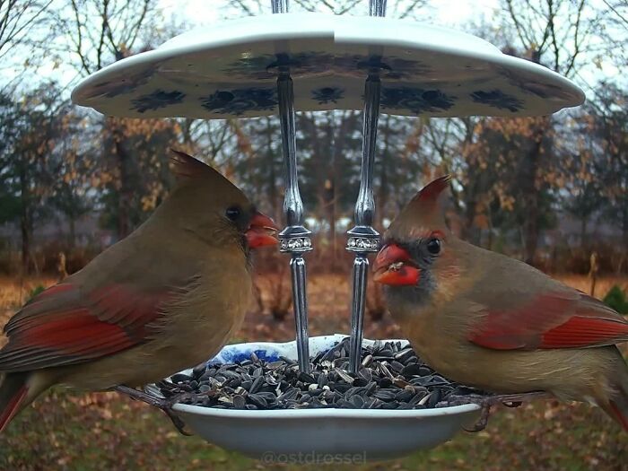 Bird feeder camera captures two cardinals perched on a decorative feeder filled with seeds.