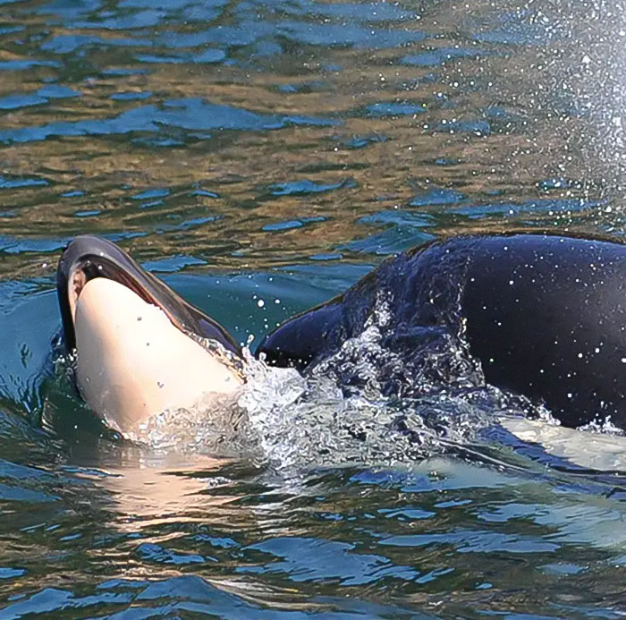 Another “Devastating” Loss For Orca Mom Who Carried Lifeless Calf For 17 Days And 1,000 Miles