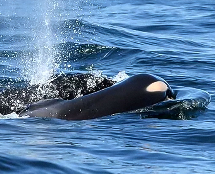 Another “Devastating” Loss For Orca Mom Who Carried Lifeless Calf For 17 Days And 1,000 Miles