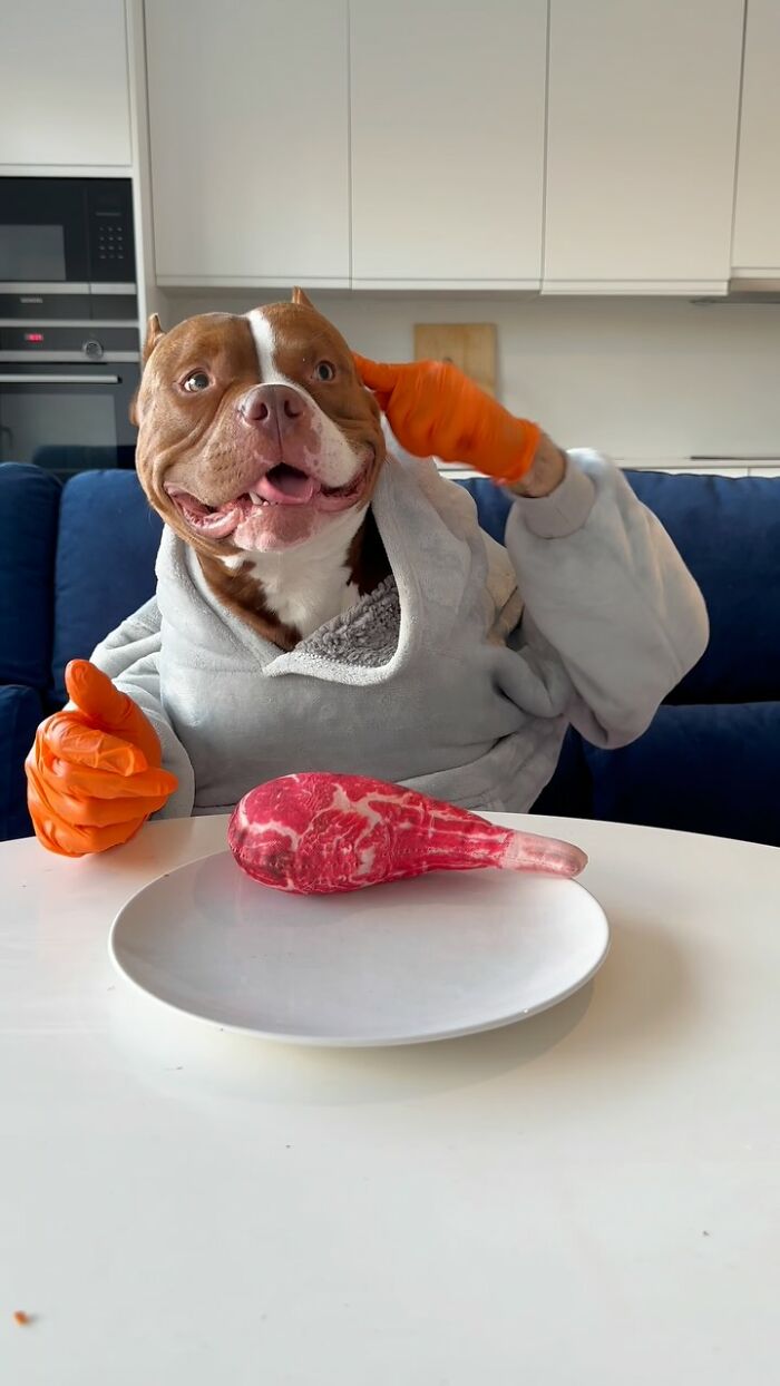 American Bully dog in a robe with a gourmet steak on a plate, showcasing dining etiquette.