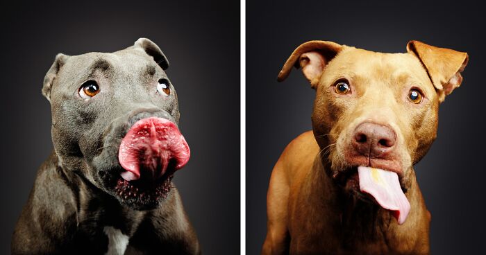 I Gave Pitbulls Peanut Butter, Grabbed My Camera, And Found Pure Joy (19 Pics)