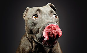 Peanut Butter Pitties: I Took 19 Photos Challenging Stereotypes One Lick At A Time