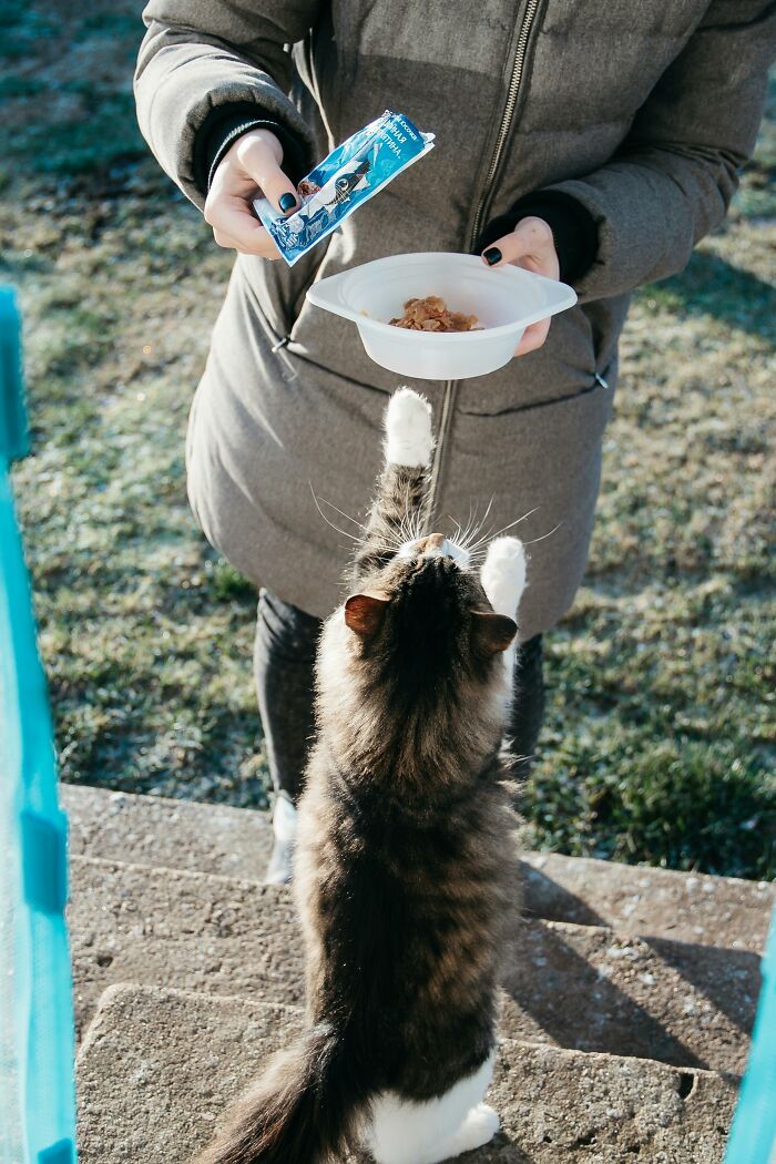 Person offering food to an eager cat, illustrating a lifetime supply experience.