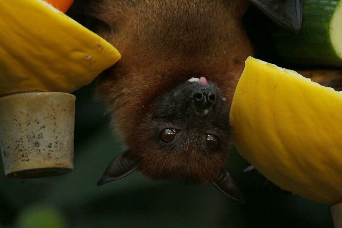 Bat showing weird nature quirks by hanging upside down, surrounded by fruit.