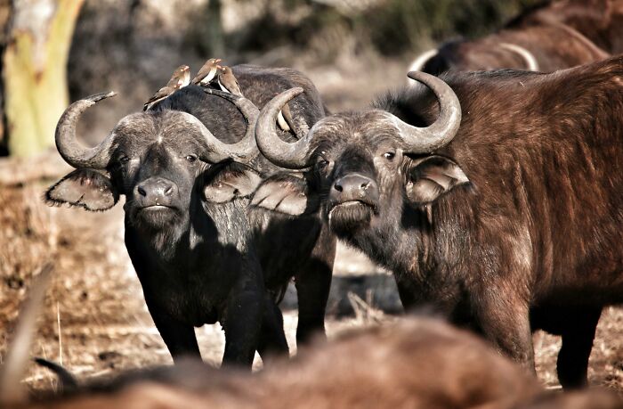 Buffalo with birds on their backs display weird nature quirks in a safari setting.