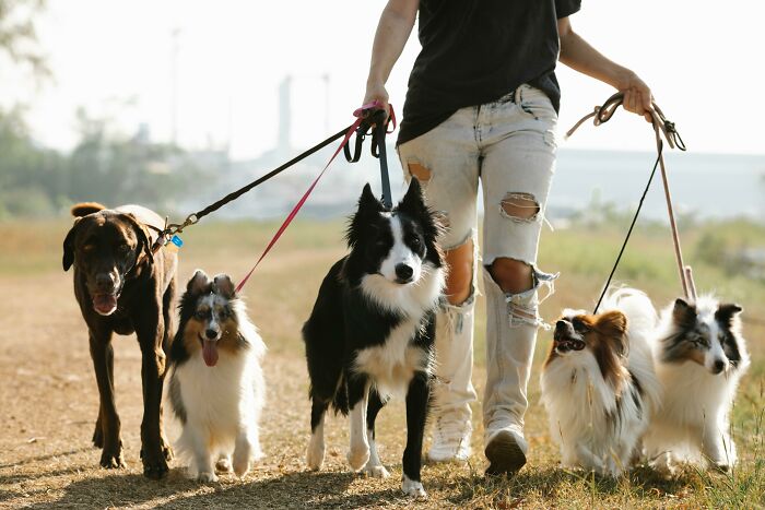 Person walking five dogs on a leash outside, highlighting resume red flags metaphorically.