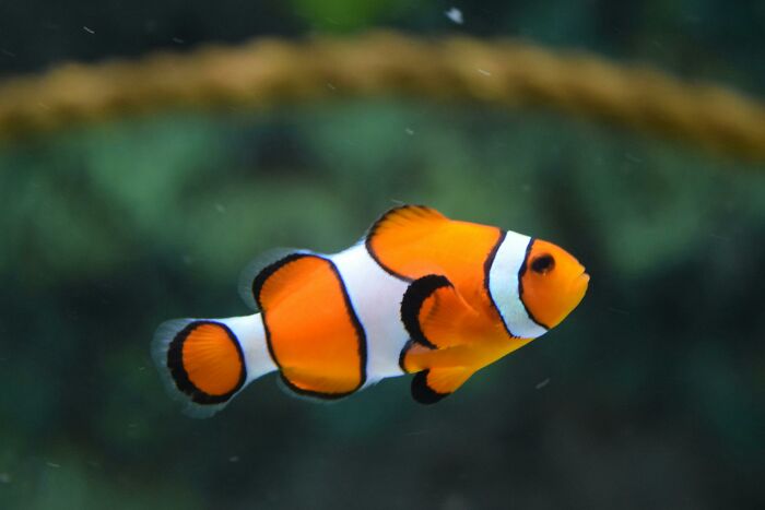 Clownfish swimming in the ocean, showcasing its unique color patterns, representing weird nature quirks.