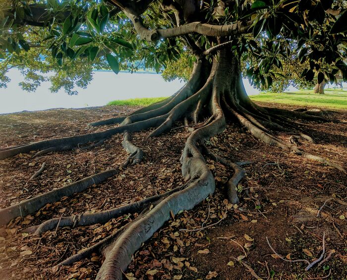 Tree with sprawling roots showing weird nature quirks in a sunlit park setting.