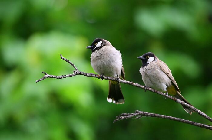 Two birds perched on a branch in a lush green setting, showcasing weird nature quirks.