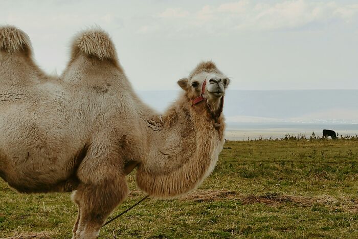 Bactrian camel with two humps standing in a grassy field, showcasing weird nature quirks.