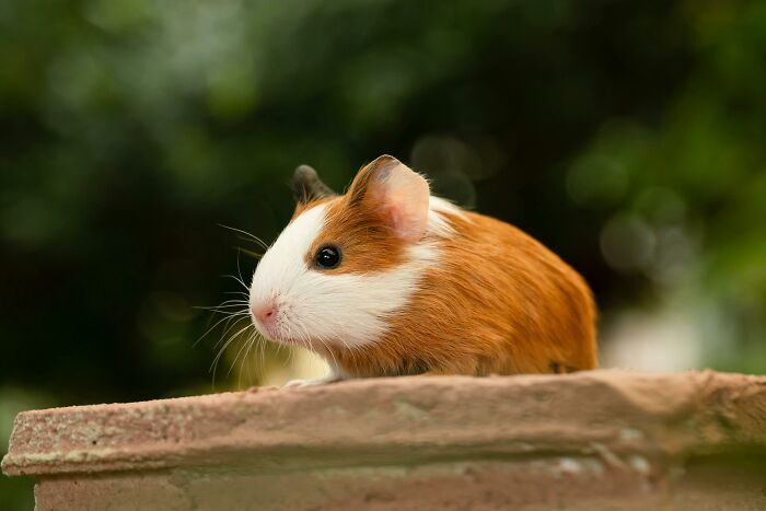 Guinea pig with white and brown fur, highlighting weird nature quirks, sitting on a stone surface outdoors.