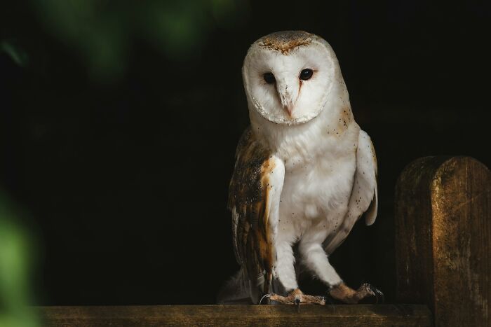 Barn owl perched on a wooden ledge, showcasing weird nature quirks with its unique facial features.