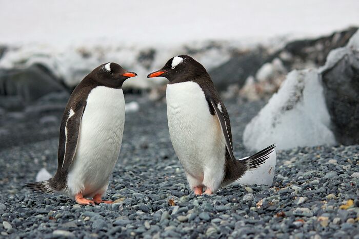 Two penguins standing on rocky terrain, showcasing weird nature quirks.