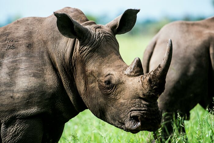 A rhino standing on grass, showcasing its horn, highlighting weird nature quirks.