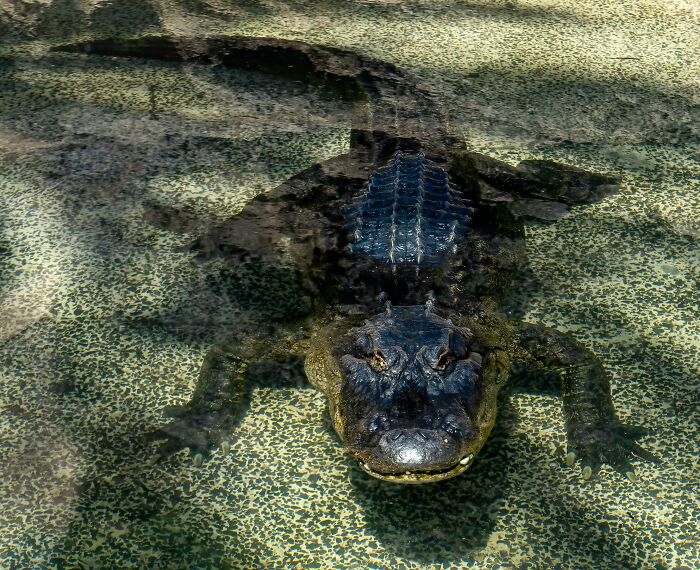 Alligator submerged in water, representing millennials facing challenges in modern adulthood.