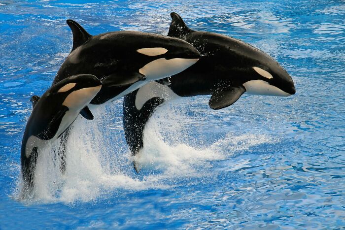 Three orcas leaping in unison from the water, showcasing weird nature quirks.