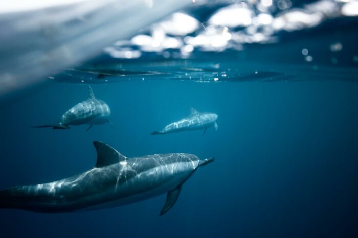 Dolphins swimming underwater, showcasing weird nature quirks with their graceful movement and reflections.