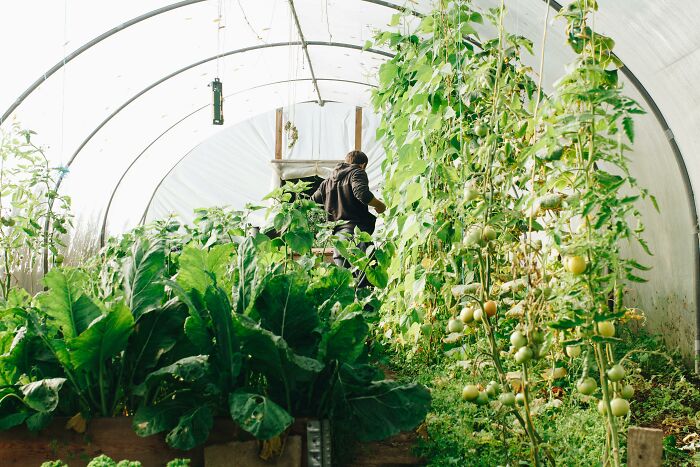 A person tending to plants in a greenhouse.