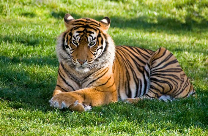 A tiger lying on grass, displaying its unique striping, illustrating weird nature quirks.