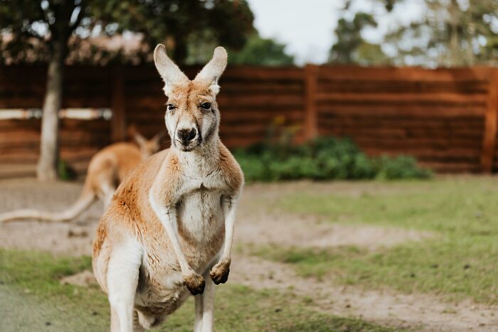 Kangaroo standing on grass in a zoo, showcasing weird-nature-quirks with its curious posture.