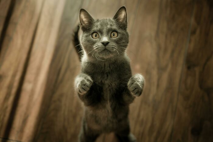 Grey cat standing on hind legs with curious expression, illustrating weird nature quirks.