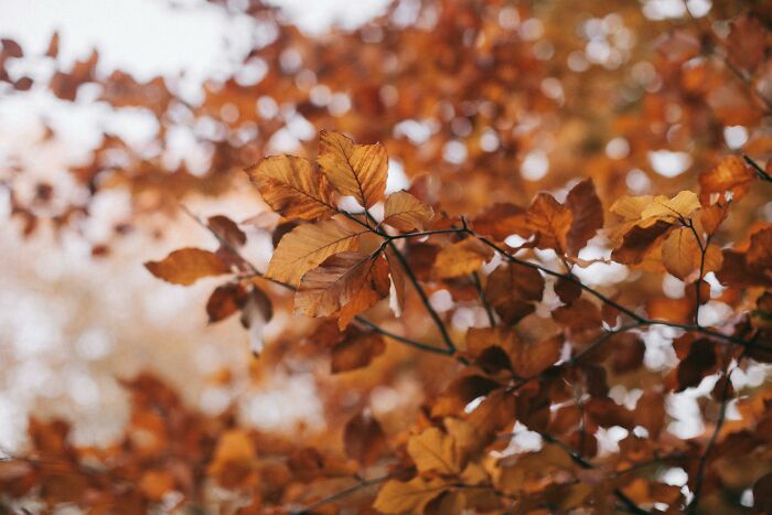 Autumn leaves displaying weird nature quirks with vibrant orange and brown hues in a forest setting.