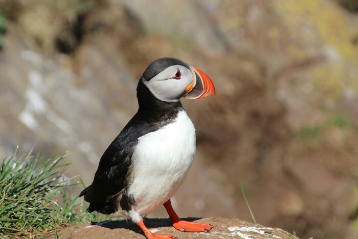 Puffin with its vibrant beak showcasing weird nature quirks while standing on a rocky surface.