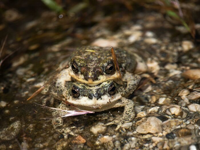 Two frogs stacked on each other in a creek, embodying a curious and creepy moment in nature.