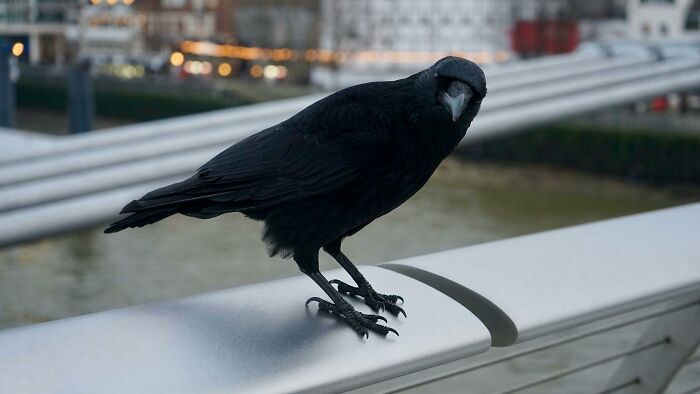 A crow perched on a railing, showcasing weird nature quirks with its curious posture.