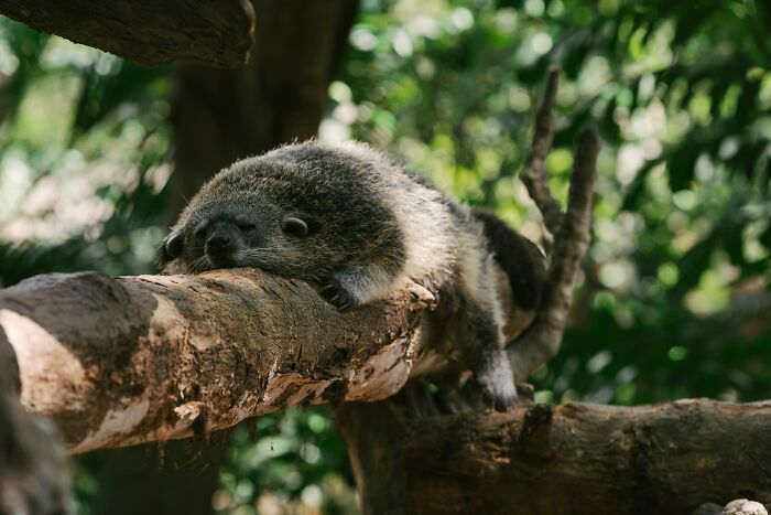 A sloth exhibiting weird nature quirks by lounging on a tree branch in a lush jungle setting.