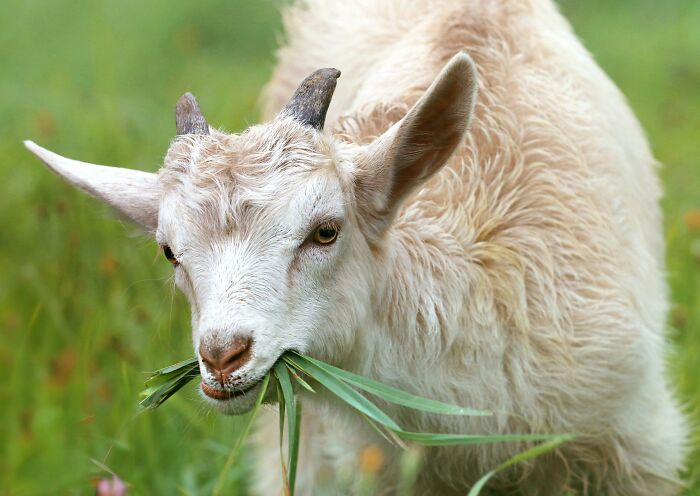 Young goat eating grass in a field, showcasing weird nature quirks with its curious chewing habits.