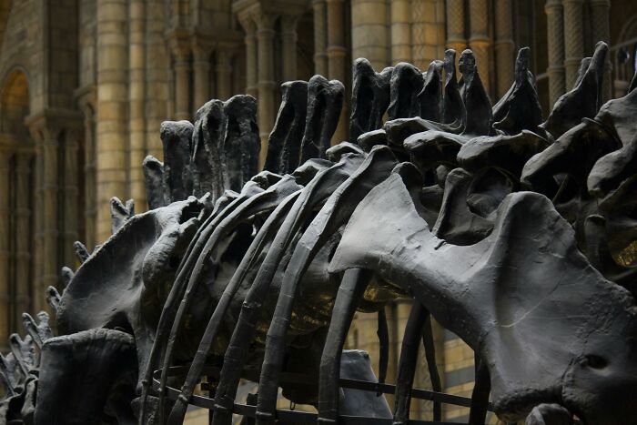 Dinosaur skeleton from the Mesozoic Era displayed in a museum, showing intricate bone structure.