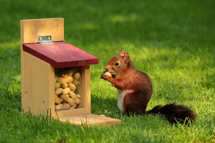 Squirrel displaying weird nature quirks by eating peanuts from a DIY feeder on a grassy lawn.