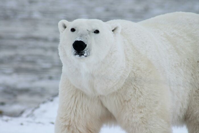 Polar bear in snowy habitat showcasing weird nature quirks.