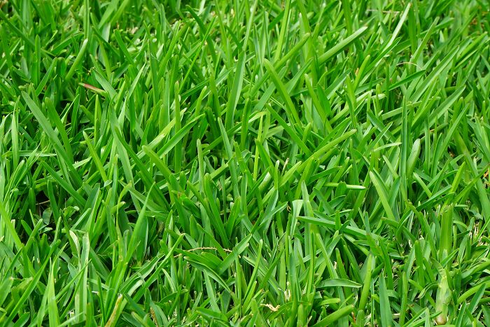 Close-up of vibrant green grass showcasing weird nature quirks in its lush, dense texture.