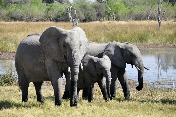 Three elephants standing together by a watering hole, showcasing weird nature quirks.