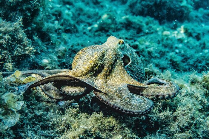 Octopus displaying weird nature quirks, camouflaged on the ocean floor.