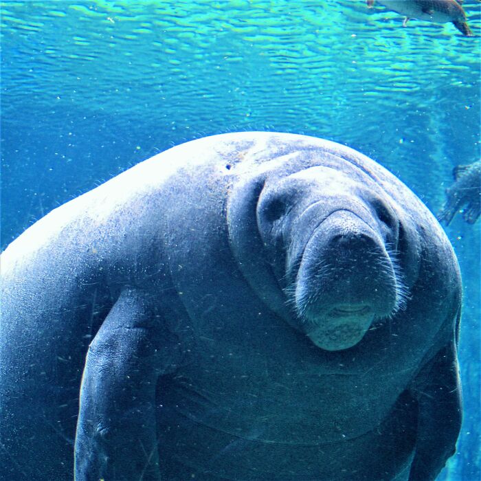 Manatee underwater showing weird nature quirks with its unique shape and texture.