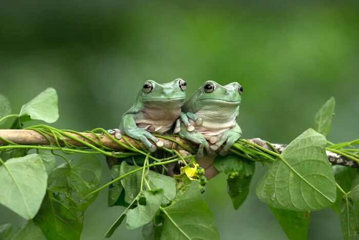 Two frogs perched on a vine surrounded by lush greenery, showcasing weird nature quirks.