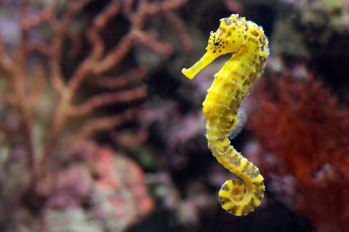 Yellow seahorse swimming among coral, showcasing weird nature quirks.