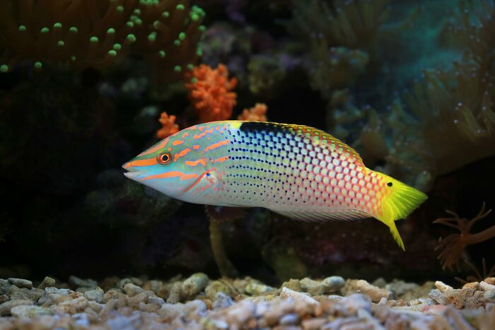 Colorful fish displaying weird nature quirks, swimming among coral reefs in an aquarium setting.