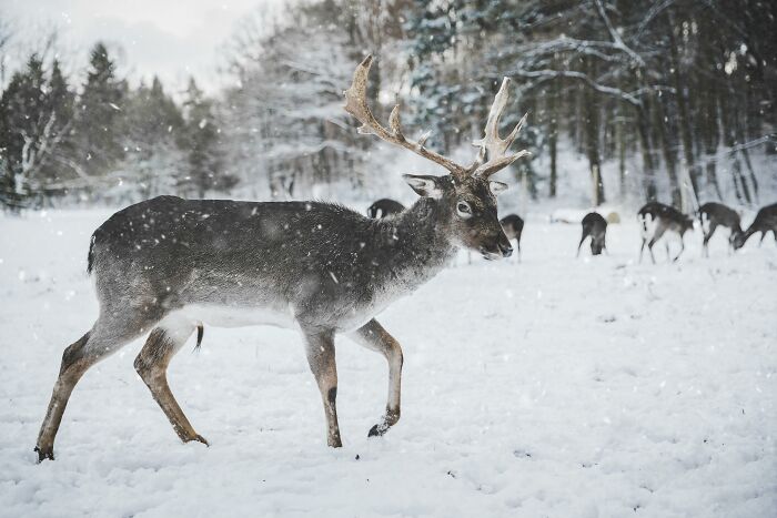 Deer standing in snowy forest, showcasing weird nature quirks.