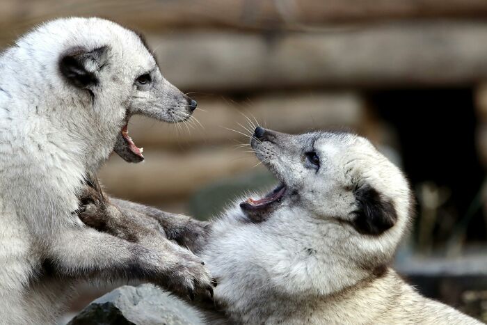 Two animals playfully interacting, showcasing weird nature quirks in their behavior.