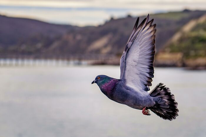 Pigeon in flight over water, showcasing weird-nature-quirks, with blurred hills in the background.