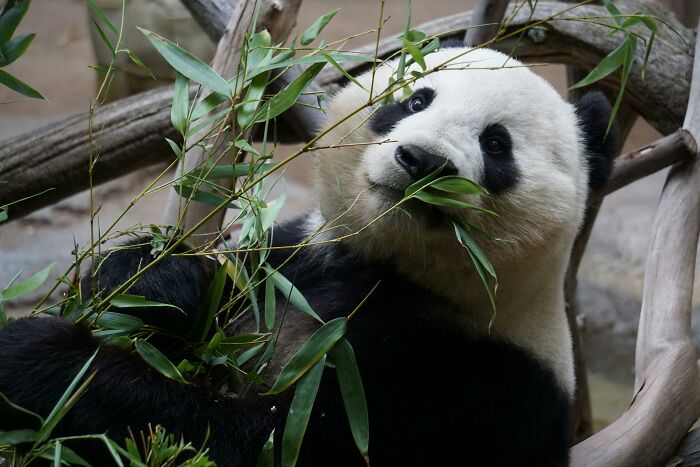 Panda displaying weird nature quirks by eating bamboo in a playful manner.