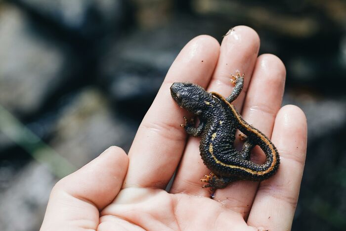 Person holding a small salamander, showcasing weird nature quirks.